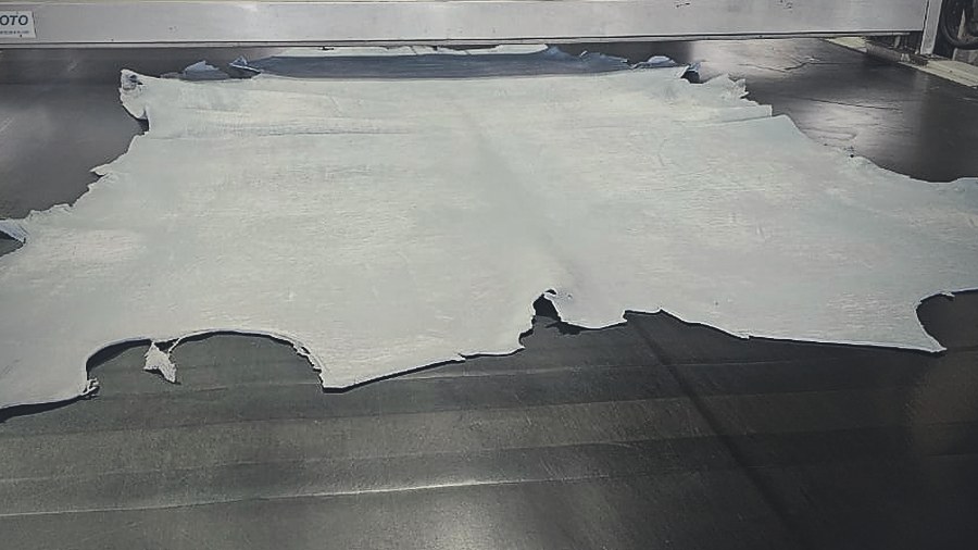 A wet blue hide laid out on the belt